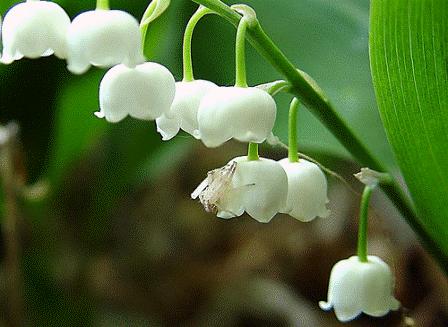 lily-of-the-valley1.gif